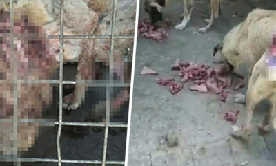 Ceyhan Belediyesi’nin hayvan barınağında ki köpeklerin içler acısı haline CHP’den hala ses yok!.