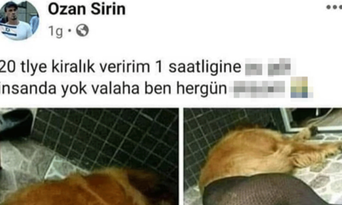 CHP yandaşı operasyon medyasından Erdoğan’a alçak iftira! Hayvanlara istismarı gizlediler!.
