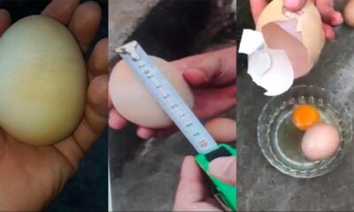 Yumurtanın içinden bir yumurta daha çıktı!.