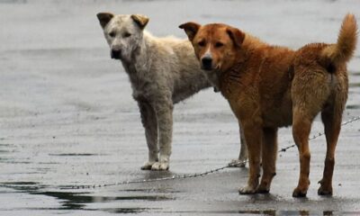 Covid salgını nedeniyle Hindistan’da bir eyalette köpek eti satışı yasaklandı!.
