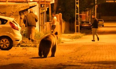 Kars’ta şehre inen ayıları görünce direklere tırmandılar!.