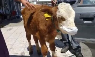 Takmayanlara örnek olsun! Kars’ta veterinere giden 3 aylık buzağı maske taktı!.
