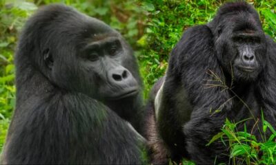 Koruma altındayken öldürülmüştü! Rafiki’nin katiline 11 yıl hapis cezası..