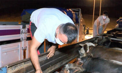 Anadolu’dan getirilen kurbanlıklar İstanbul’a giriş yaptı!.