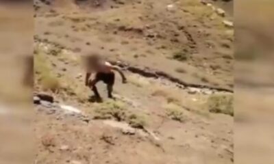 MSB görüntüleri paylaştı! PKK’lı terörist böyle teslim oldu!. (video haber)