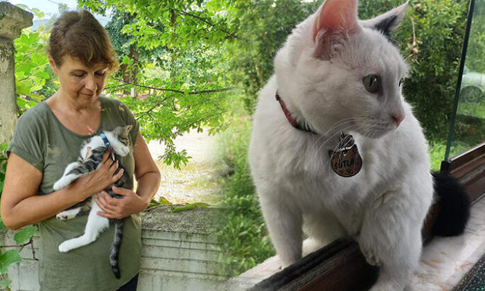 Allah belanızı versin!. Felçli kediyi silahla vurarak öldürdüler!.