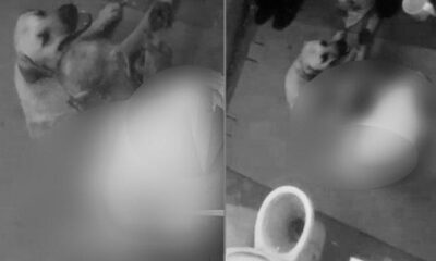 Antalya’da iğrenç olay!. 2 yavrusu bulunan köpeğin ayaklarını hortumla bağlayıp sevişerek tecavüz etti!.