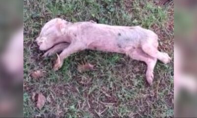 Bosna’da İslam’a aşağılık saldırı! Cami avlusuna domuz leşi bıraktılar!.