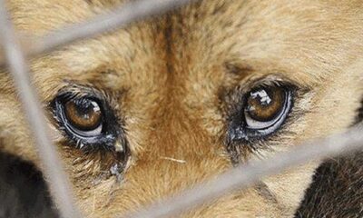 İki yavrusu olan köpeğe tecavüz eden şerefsiz serbest bırakıldı!.