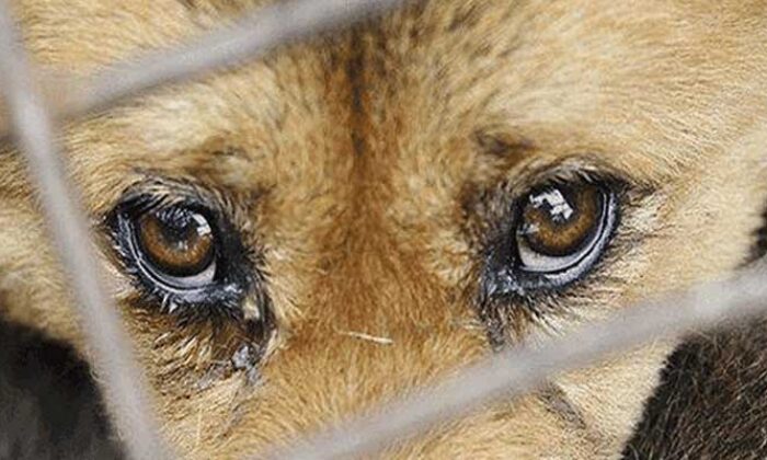 İki yavrusu olan köpeğe tecavüz eden şerefsiz serbest bırakıldı!.