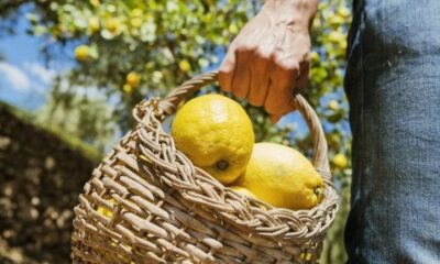 Resmi Gazete’de yayımlandı! Limon ihracatında yeni karar…