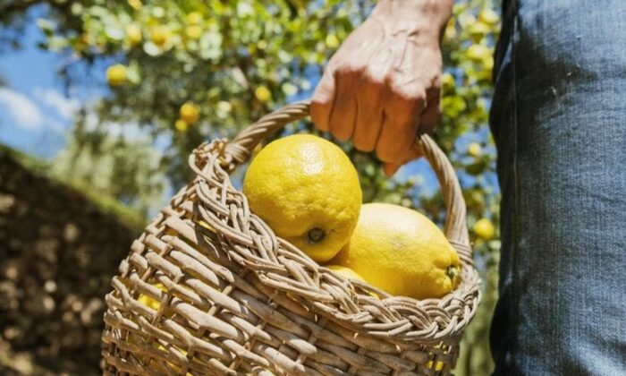 Resmi Gazete’de yayımlandı! Limon ihracatında yeni karar…