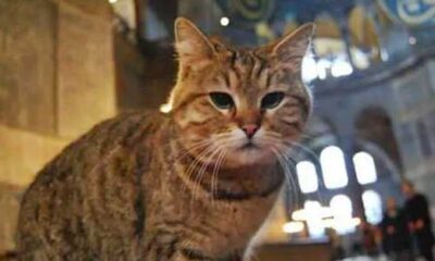 Ayasofya’nın kedisi Gli fazla ilgiden hasta oldu!.