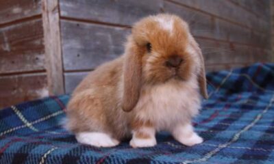 Asın bu şerefsizleri!. 11 yaşındaki kız çocuğunu tavşanla kandırıp taciz etti!.