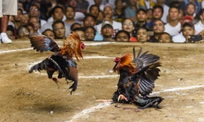 Yasadışı horoz dövüşünü basan polisi horozun darbesi öldürdü!.