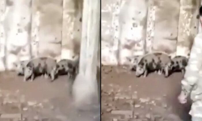 Ermeniler, Camileri domuz ahırına çevirmiş!. (video haber)