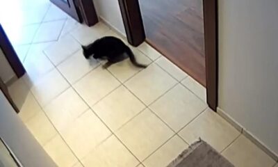 Kedinin deprem tepkisi güvenlik kamerasına böyle yansıdı!. (video haber)
