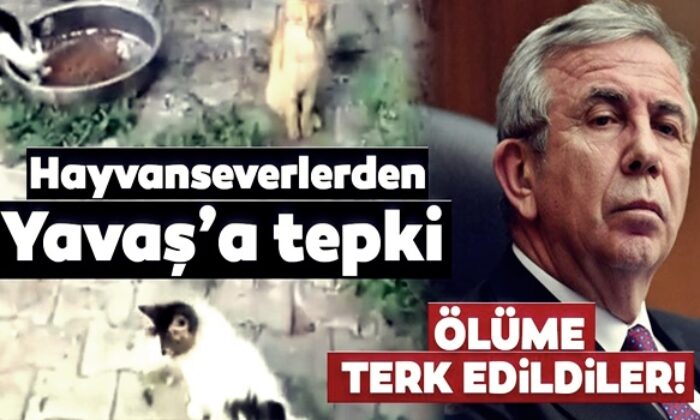 Hayvanseverler Mansur Yavaş’a tepkili! “Hayvan katliamı cezasız kalıyor!.”