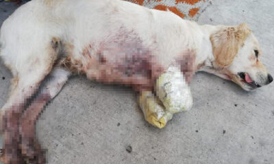 ALLAH belanızı versin! Samsun’da 2 bacağı kesilmiş yavru köpek bulundu!.