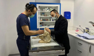 Bacakları kesilmiş olarak bulunan Pamuk’un tedavisi sürüyor!.