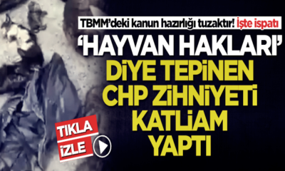 “Hayvan hakları” diye tepinen CHP’li Büyükçekmece Belediyesi katliam yaptı!. (video haber)