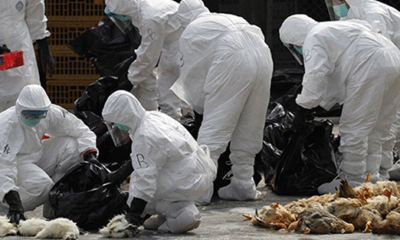 Covid-19 pandemisi bitmeden, kuş gribi geri döndü!.