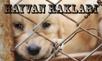 Hayvan Hakları Yasası Ocak ayında Meclis’te..