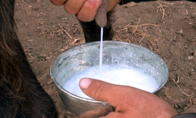 Türk bilim insanları keçi sütünde covide karşı etkili protein keşfetti!.