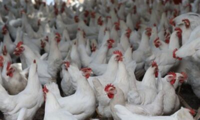 Japonya’da 44 bin kümes hayvanı itlaf edilecek!.