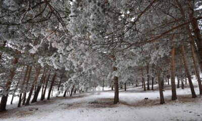 Sarıçam Ormanı büyüledi!. Kars’tan kartpostallık kar manzaraları..