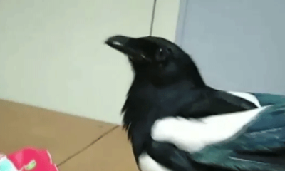 Karga Şakir bir konuştu, sosyal medya yıkıldı!. (video haber)