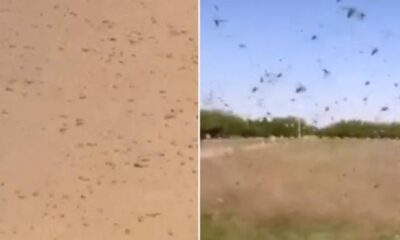 Mekke’de korkutan çekirge istilası.. (video haber)
