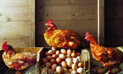 Tarım ve Orman Bakanlığı yumurta zamları için harekete geçti!.