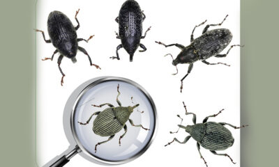 Türk akademisyenler 5 yeni böcek türü keşfetti!.