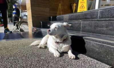 Boncuk, 5 gündür tedavi altında olan sahibini hastanenin kapısında bekliyor!.