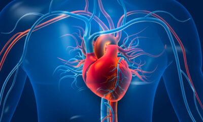 Kalbi felce karşı koruyan dört mucize bitki.. (çeviri haber)