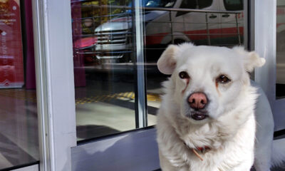 Boncuk’un vefası dünya medyasında haber oldu!.