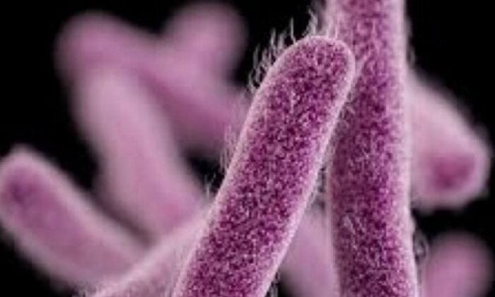 Ebola salgınını keşfeden uzmandan kritik uyarı! “COVİD-19 kadar hızlı yayılabilecek!.”