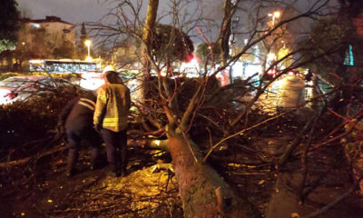 İstanbul’da fırtına, asırlık çınarı devirdi!.