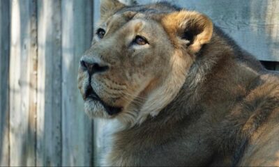 Ötenazi yapılan aslanda coronavirüs tespit edildi!.