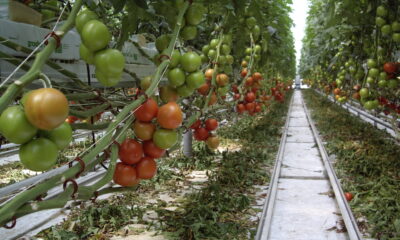 Vatandaş resmen soyuluyor!. Tarlada 2 lira olan domates 10 KM ötedeki markette 6 liraya satılıyor!.