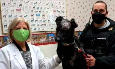 Amerikalı işadamı köpeğine 5 milyon dolar miras bıraktı!.