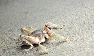 “Yamyam Çekirge”nin dünyada sadece Türkiye’de yaşadığı ortaya çıktı!.