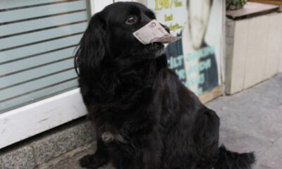 Mama yerine harçlık verilen Zeytin, marketten alışveriş yapıp artıkları da çöpe atıyor!. (video haber)