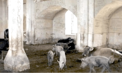 İşgalci Ermenistan 4 asırlık Camiyi domuz ahırına çevirmiş!.