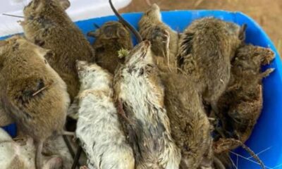 Avustralya’da önce sel ardından fare istilası..