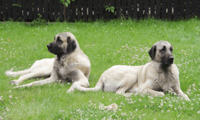 Türkiye’nin köpekleri..