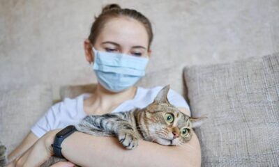 İtalya’da bir kedide İngiliz mutantlı virüs çıktı!.
