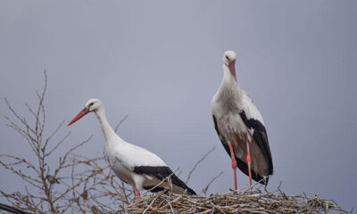 Kars’ta kışa rağmen göç etmeyen iki leylek köyün maskotu oldu!.