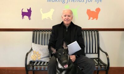 Biden’ın köpeği, Beyaz Saray çalışanını ısırdı!.